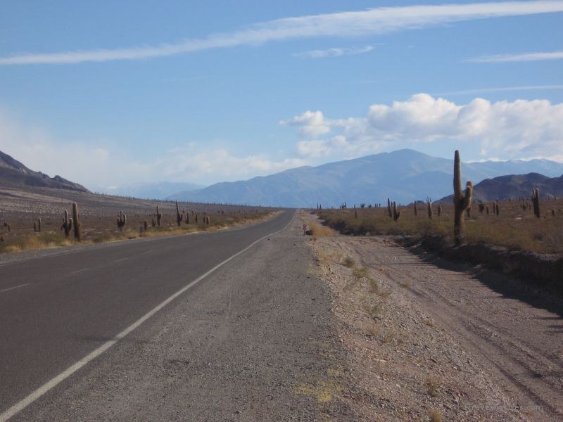 Cacti road cactus