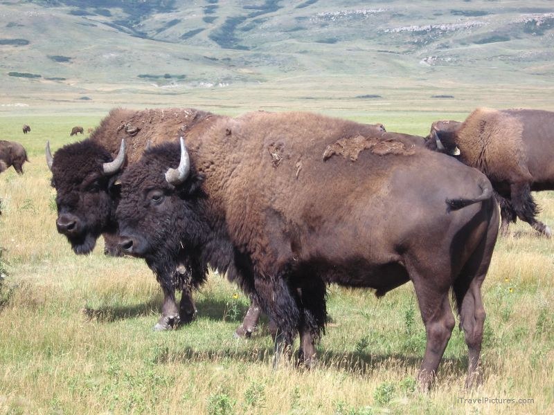 Bison buffalo beard grassland