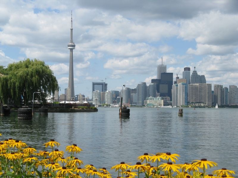 Toronto CN Tower city flower flowers lake building buildings