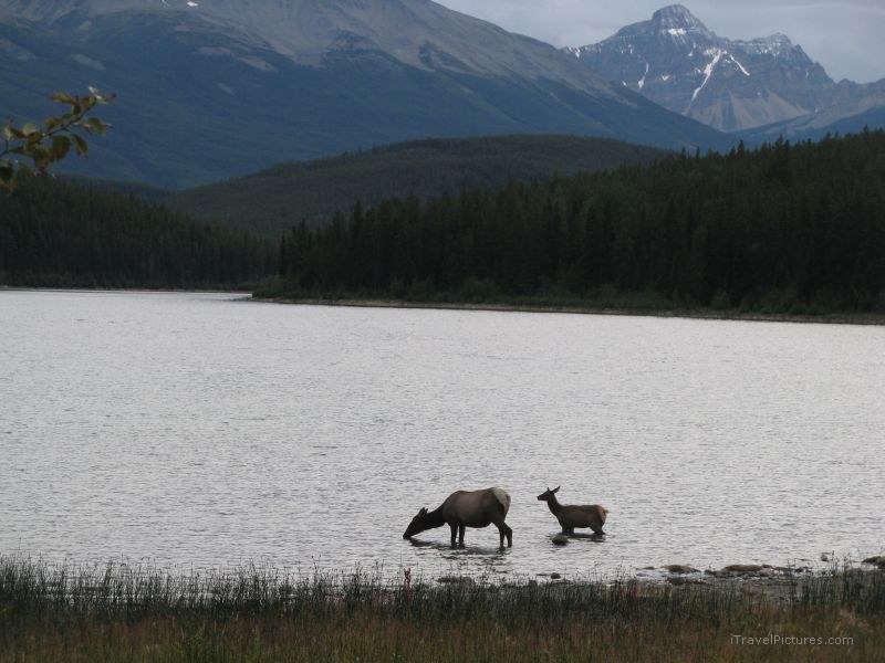 Jasper national park lake elk