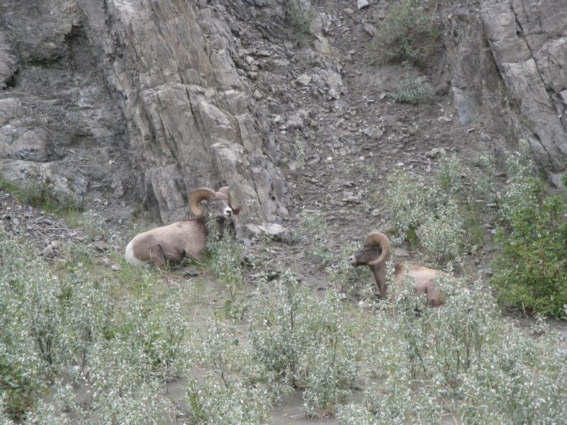 Jasper national park bighorn sheep