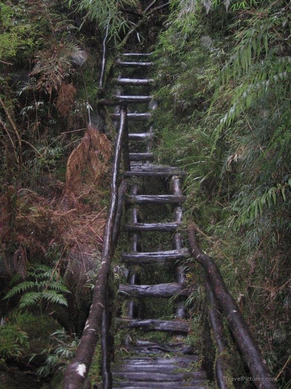 Parque PumalÃ­n stairs ladder national park pumalin