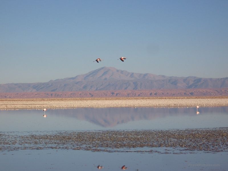 San Pedro de Atacama Altiplano lake flamingo bird