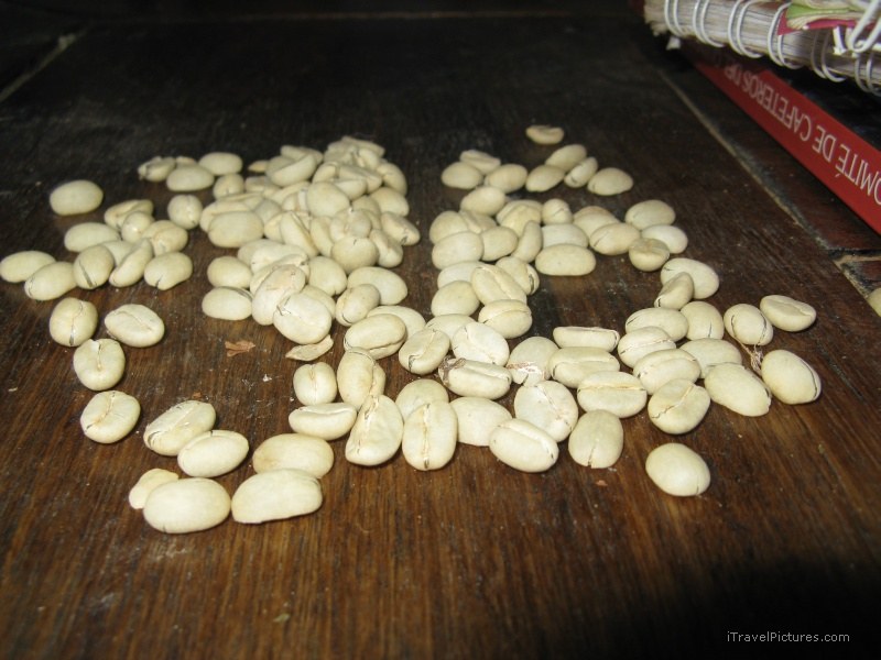 Salento coffee beans bean