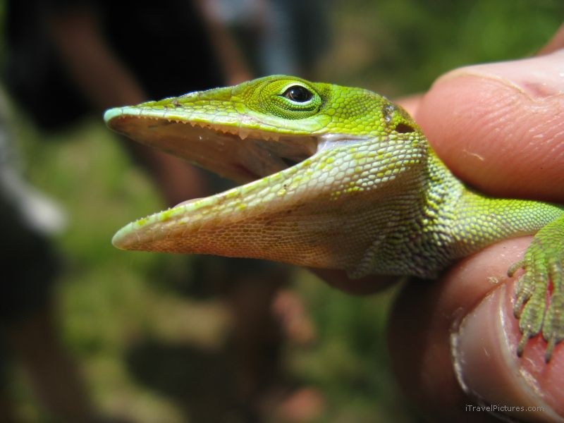 Humboldt National Park lizard green