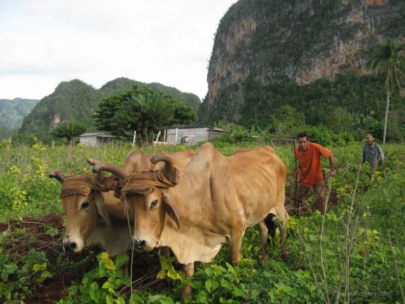 Viñales farmer oxen man farming