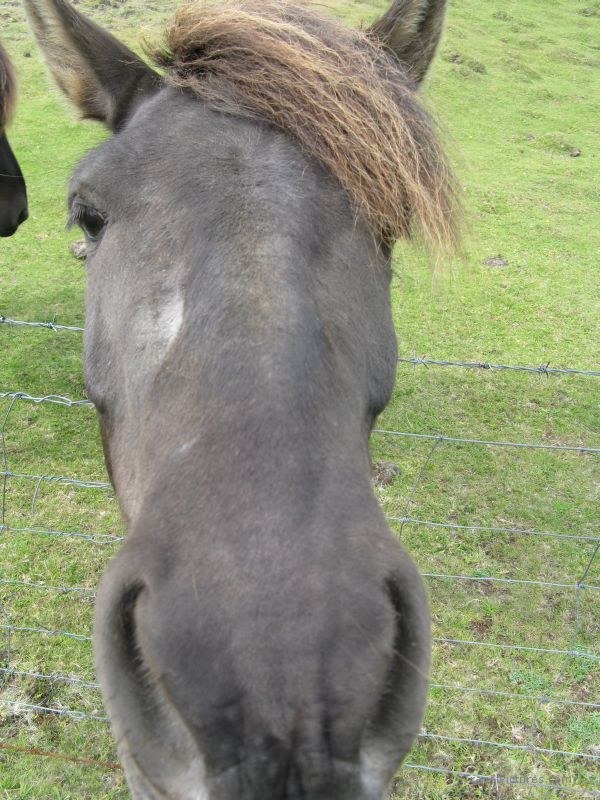 Heimaey  horse nose
