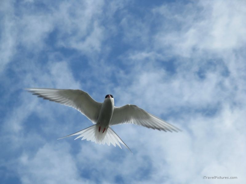 Arctic tern bird sky white