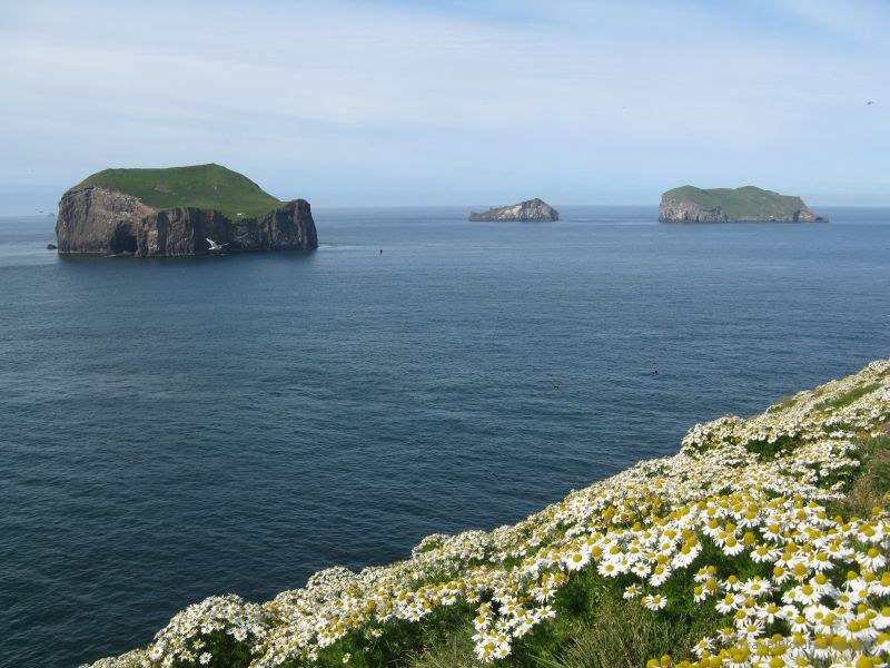 Heimaey  flower flowers coast coastline island