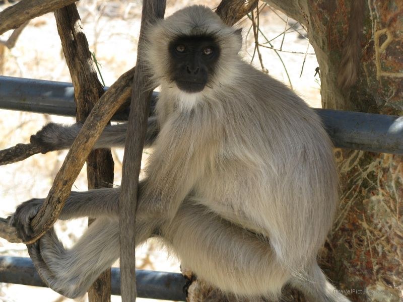 Ajanta  monkey
