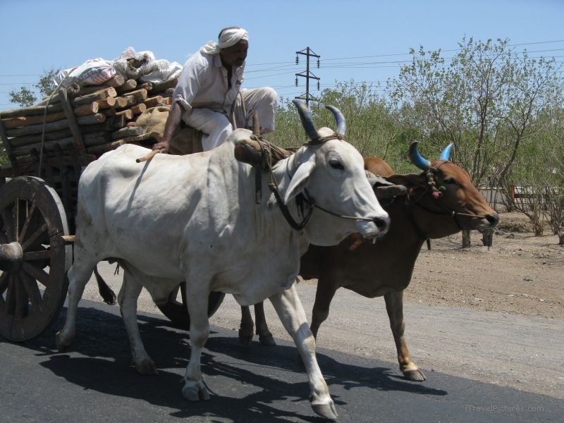 Aurangabad cart hauling wood road