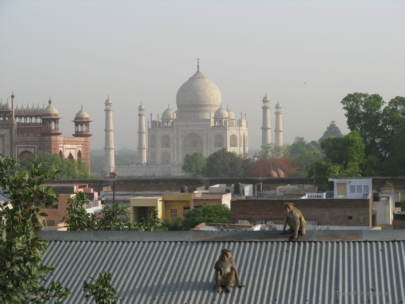 Agra Taj Mahal mausoleum marble monkey monkeys roof