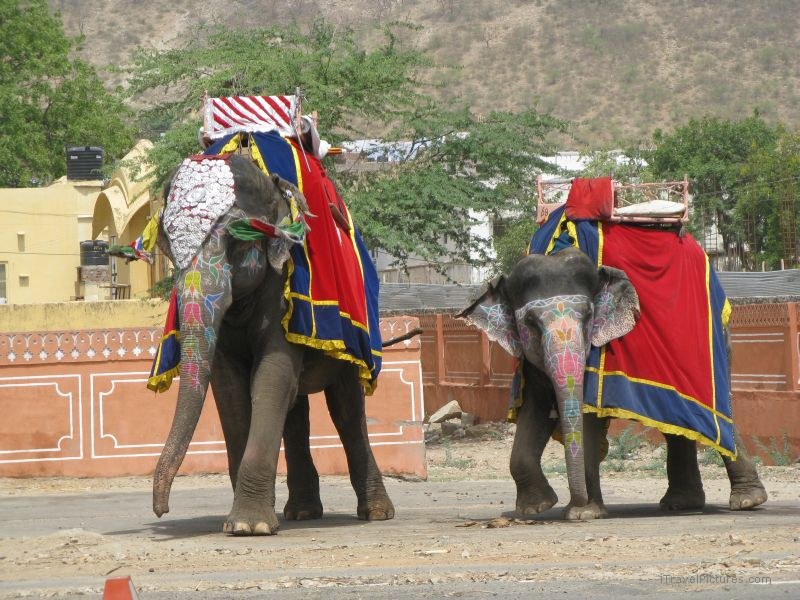 Jaipur elephant elephants