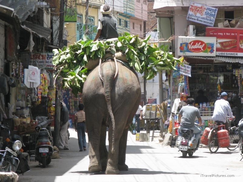 Udaipur elephant street carrying