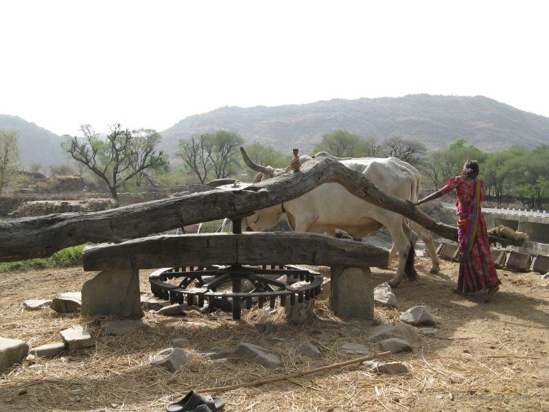 oxen Udaipur water wheel woman