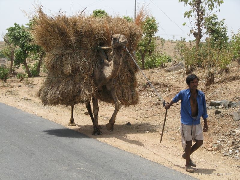 carrying Udaipur camel road hay man