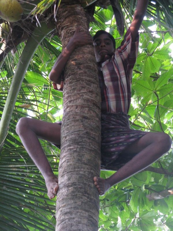 Keralan coconut climbing tree