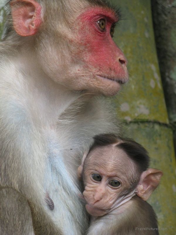 Kumily monkey baby breastfeeding