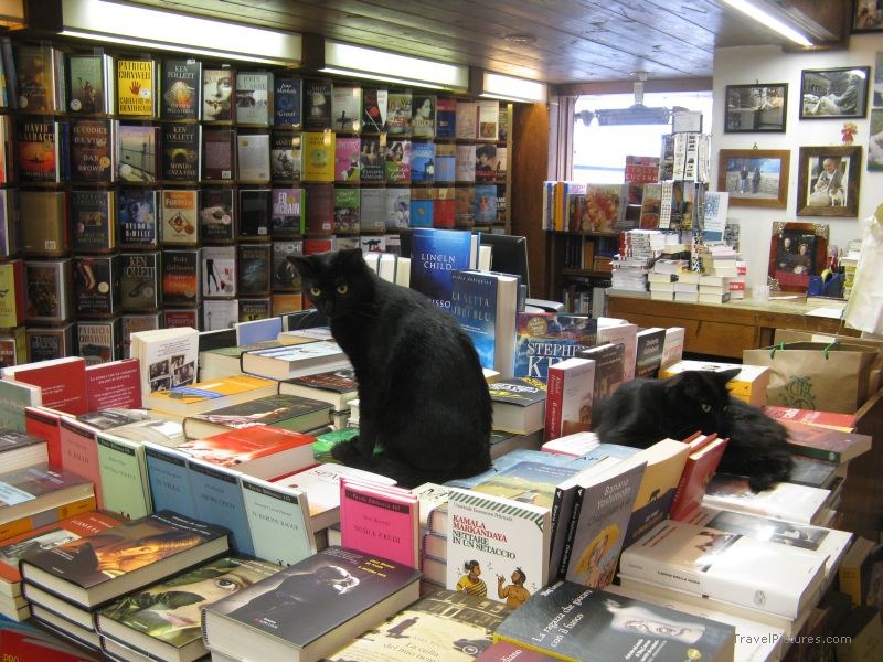 cats Cortina bookstore store cat black book books