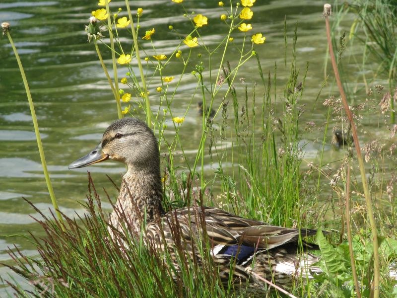 duck lake Lago di Misurina flower flowers