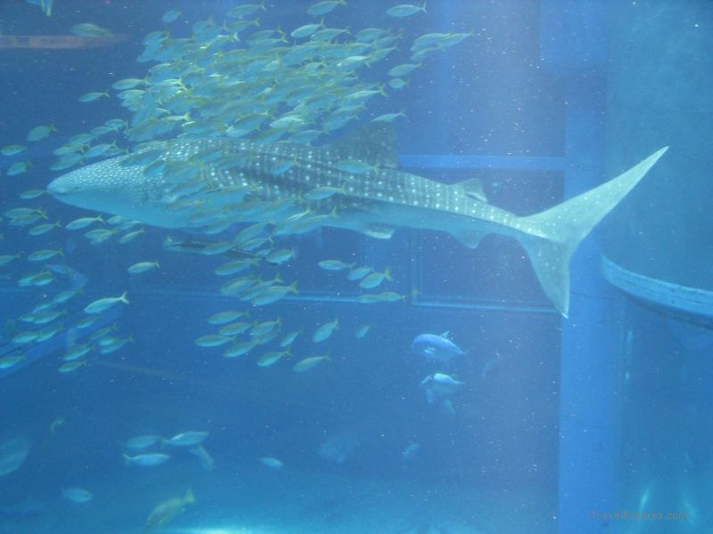 Osaka whale shark Osaka aquarium
