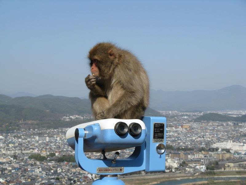 Kyoto Iwatayama Monkey Park