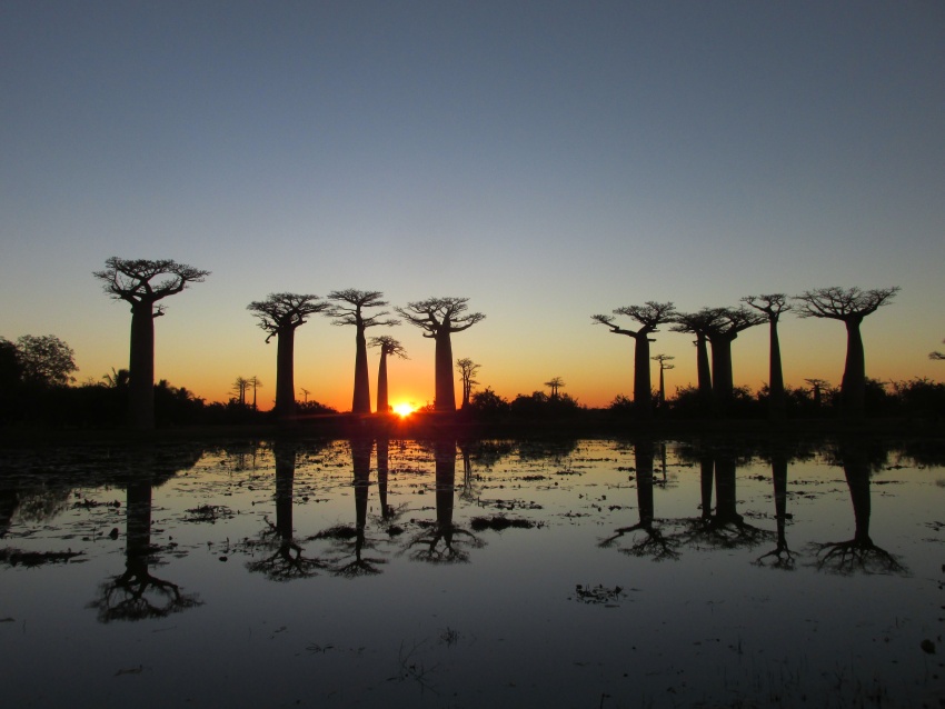 unset lake pond baobab