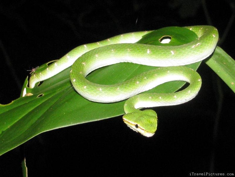 nake viper green