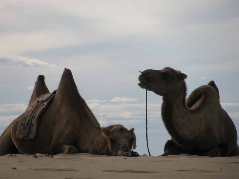amel camels