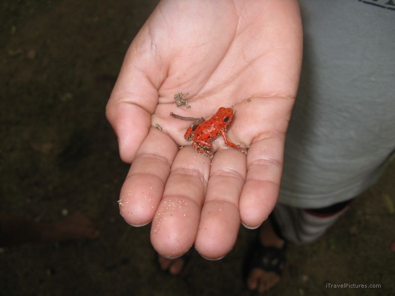 Bastimentos red frog hand