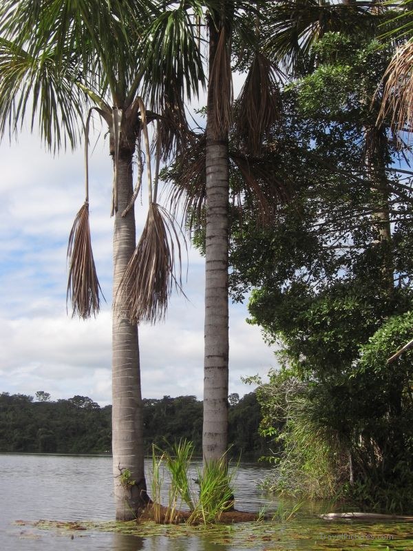 jungle lake tree trees