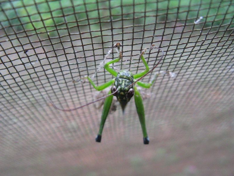 Belo Horizonte insect grasshopper mesh screen