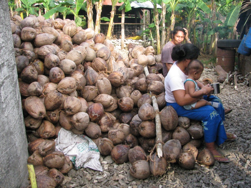 oconut coconuts