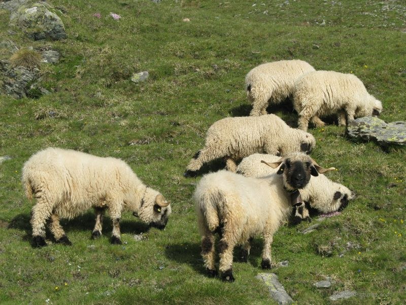 Zermatt sheep