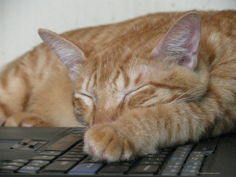 at sleeping laptop keyboard