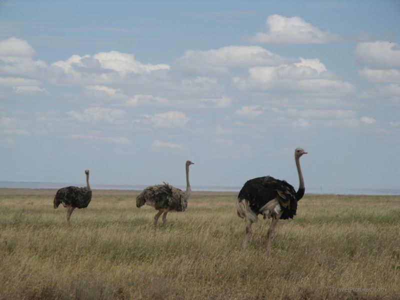 ostrich ostriches serengeti national park