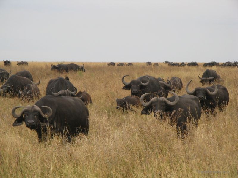 African buffalos buffalo serengeti national park grass