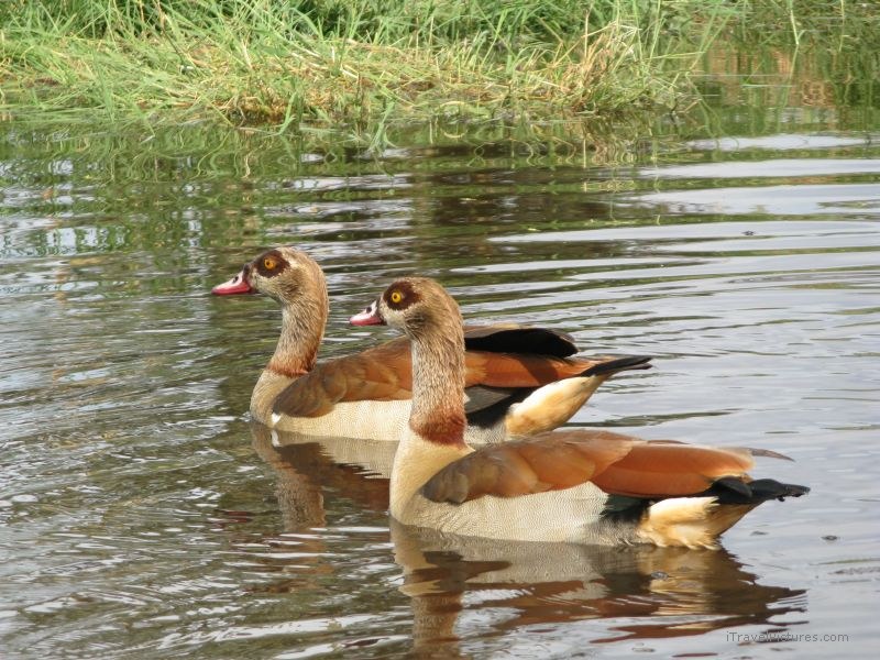 bird birds duck ducks water reflection serengeti national park