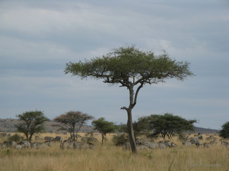 leopard tree zebra zebras serengeti national park