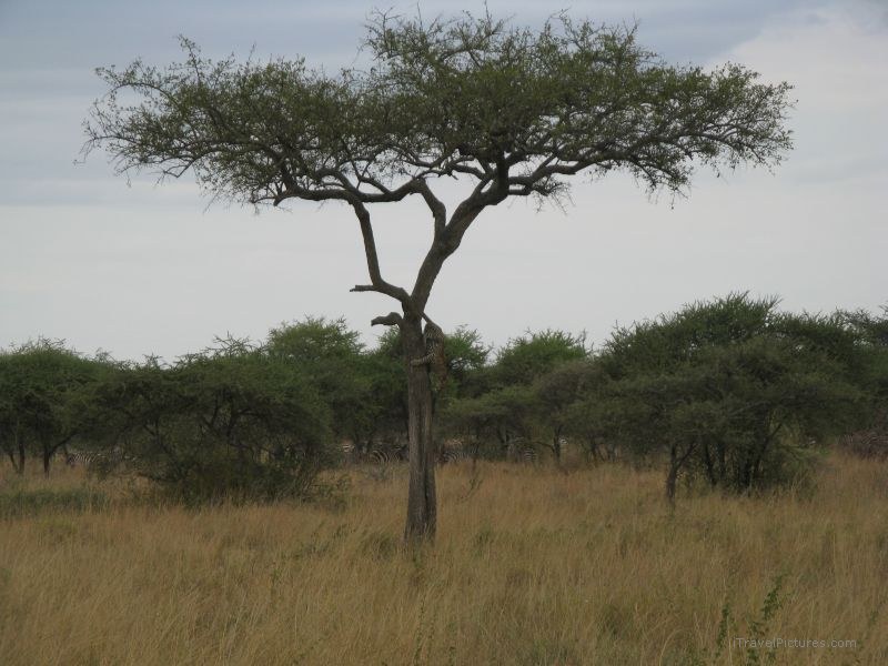 leopard tree serengeti national park