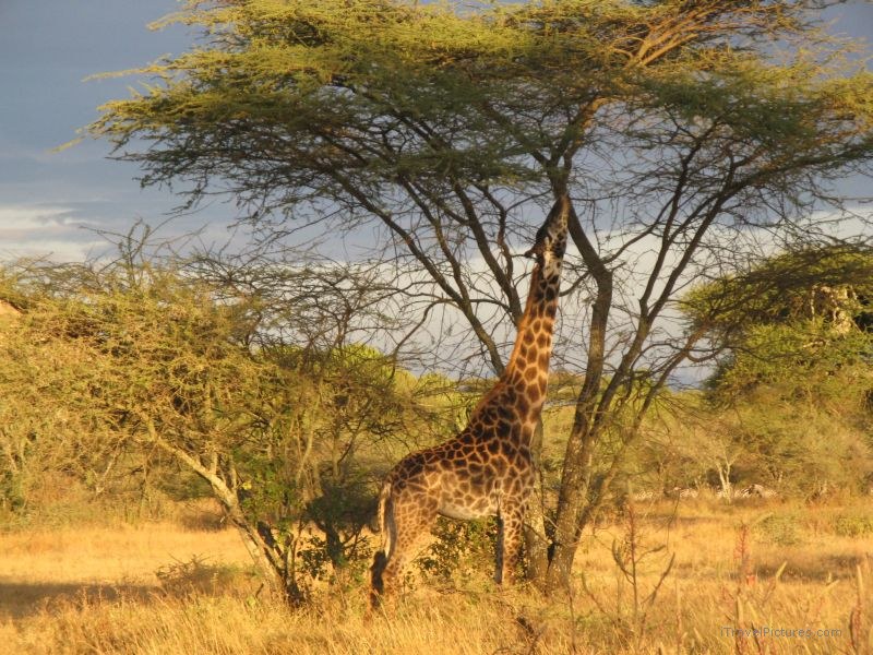 giraffe tree trees serengeti national park eating