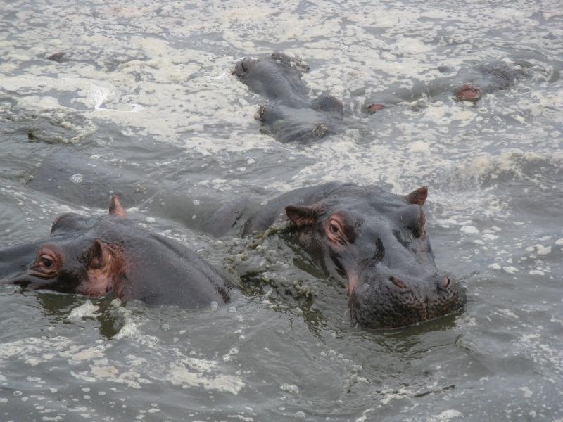 Hippopotamus hippo hippos serengeti national park
