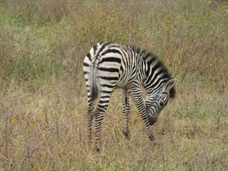 baby zebra Ngorongoro national park