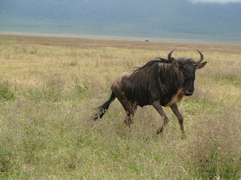 wildebeest Ngorongoro national park