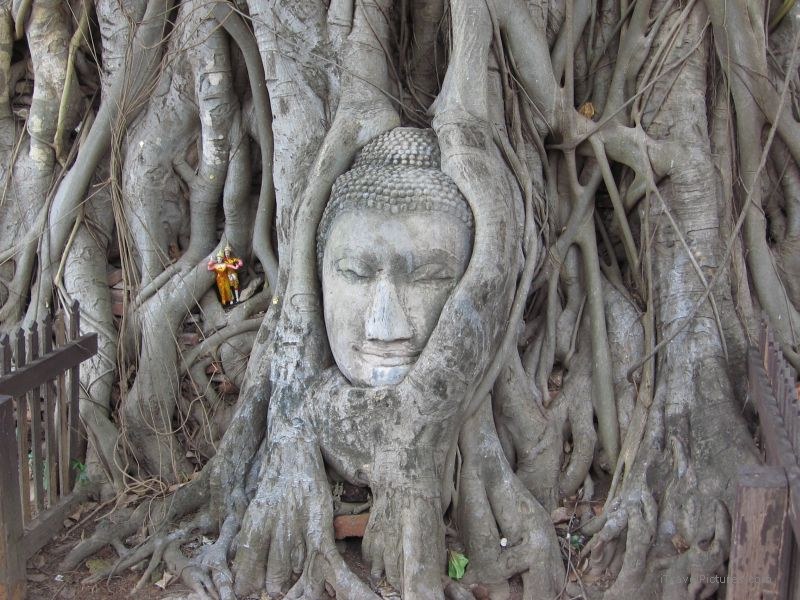 Ayuthaya Wat Mahathat head tree statue