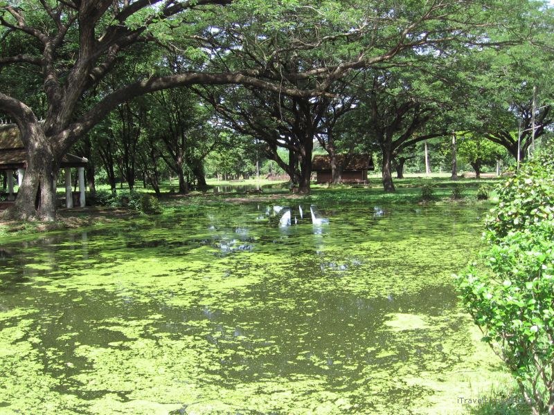 Sukhothai water tree trees green