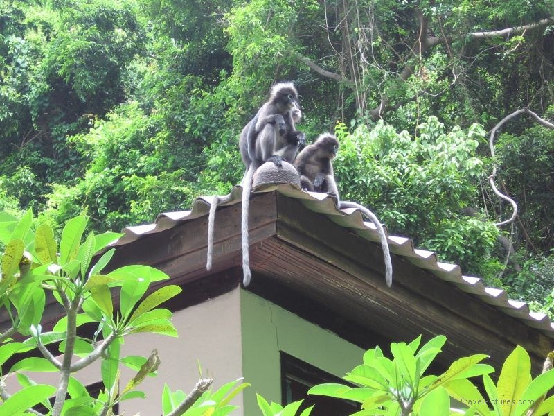 Ko Wat Ta Lap monkey monkeys