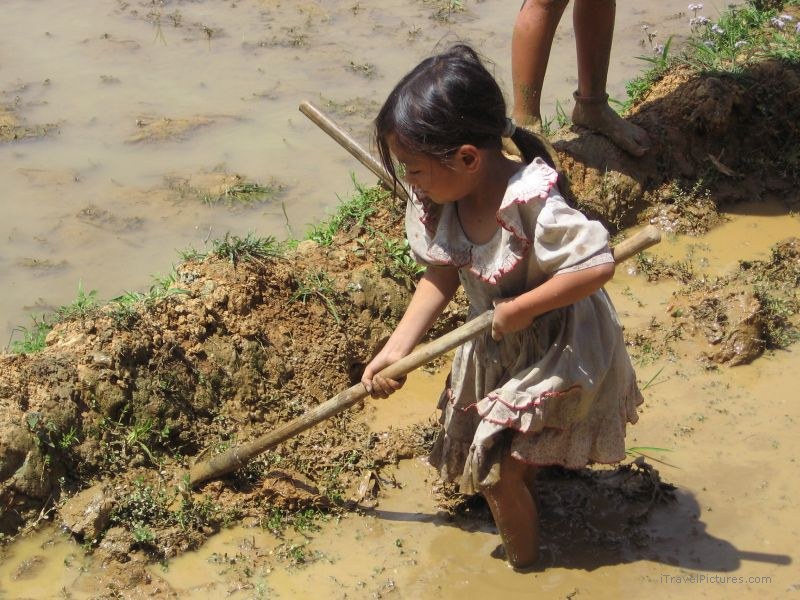 young girl farming rice field mud hoe