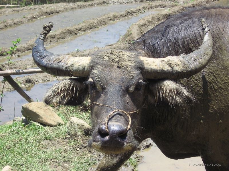 water buffalo field wire horn horns
