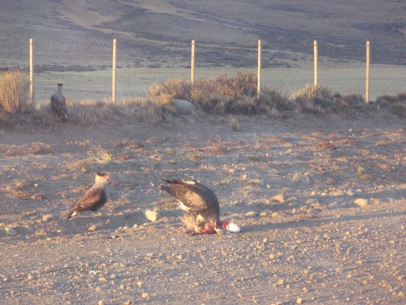 birds eating bird roadkill